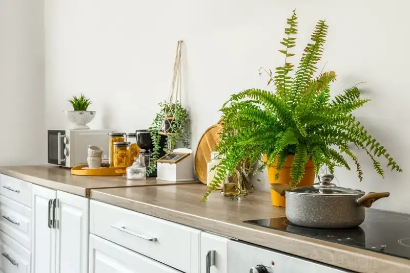 Các loại cây trồng trong bếp dễ chăm sóc